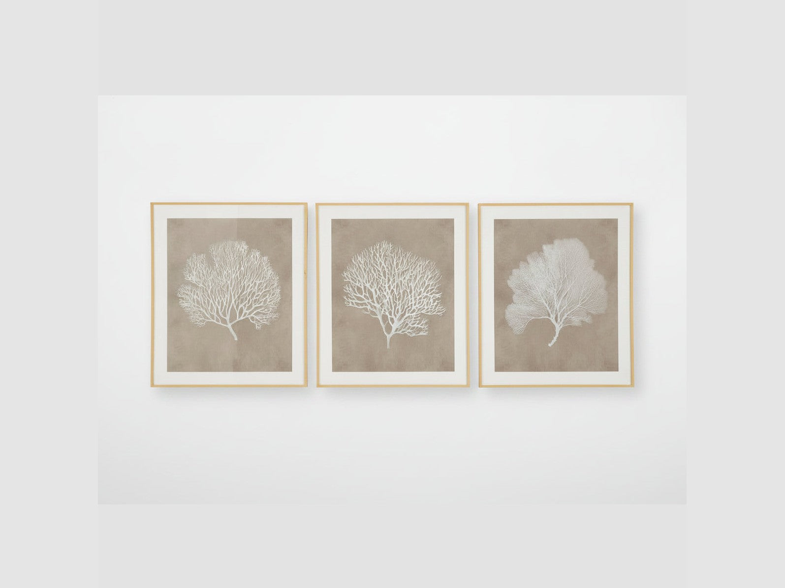 The Hendridge three framed artworks of white coral on a beige background.