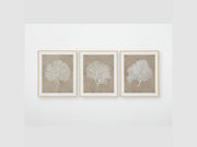 The Hendridge three framed artworks of white coral on a beige background.