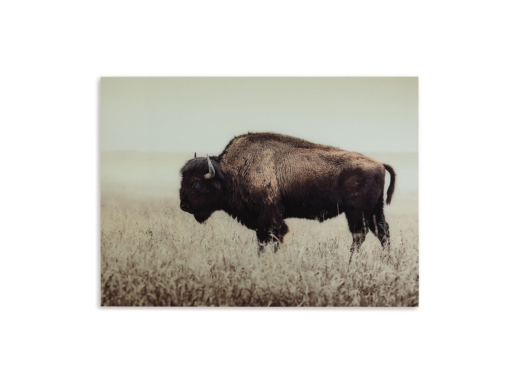 Brutus - Wall Art - Sepia