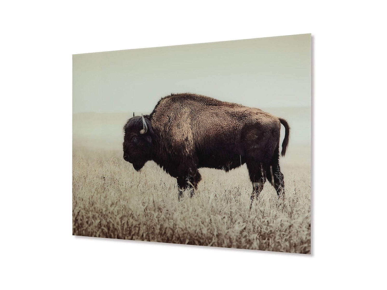 Brutus - Wall Art - Sepia